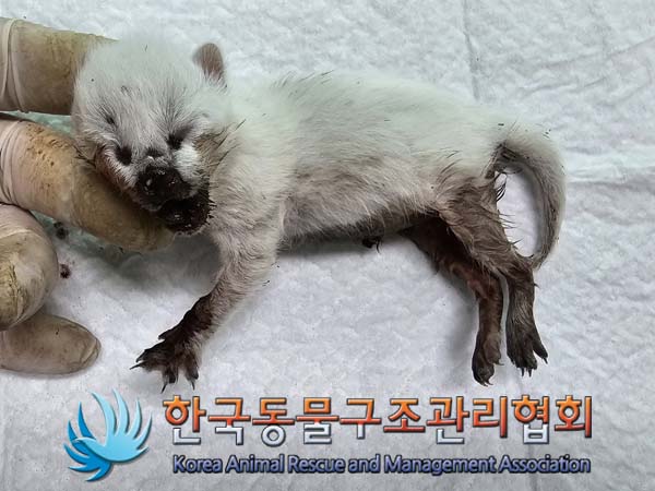 공고 번호가 서울-강서-2024-00064인 한국 고양이 동물 사진  