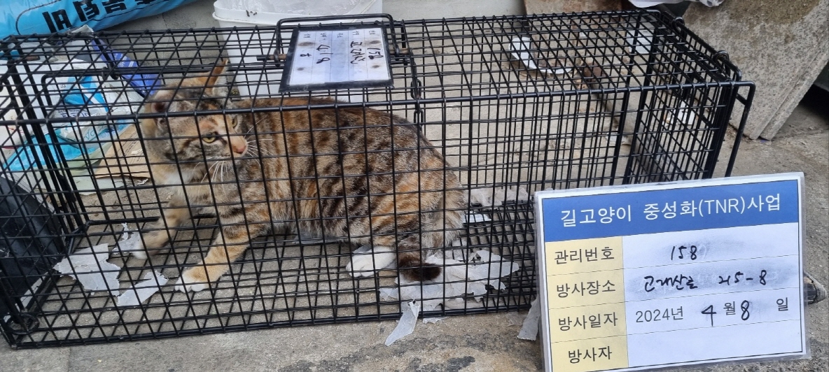 보호중동물사진 공고번호-경기-남양주-2024-00696