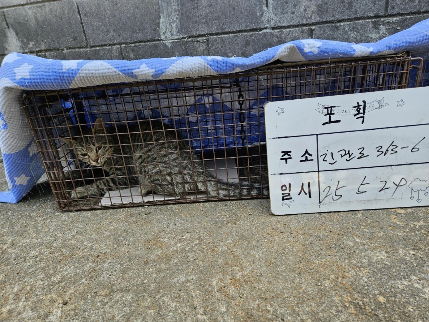 보호중동물사진 공고번호-경기-남양주-2024-01206