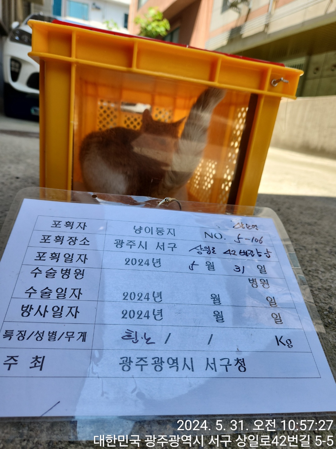 보호중동물사진 공고번호-광주-서구-2024-00308