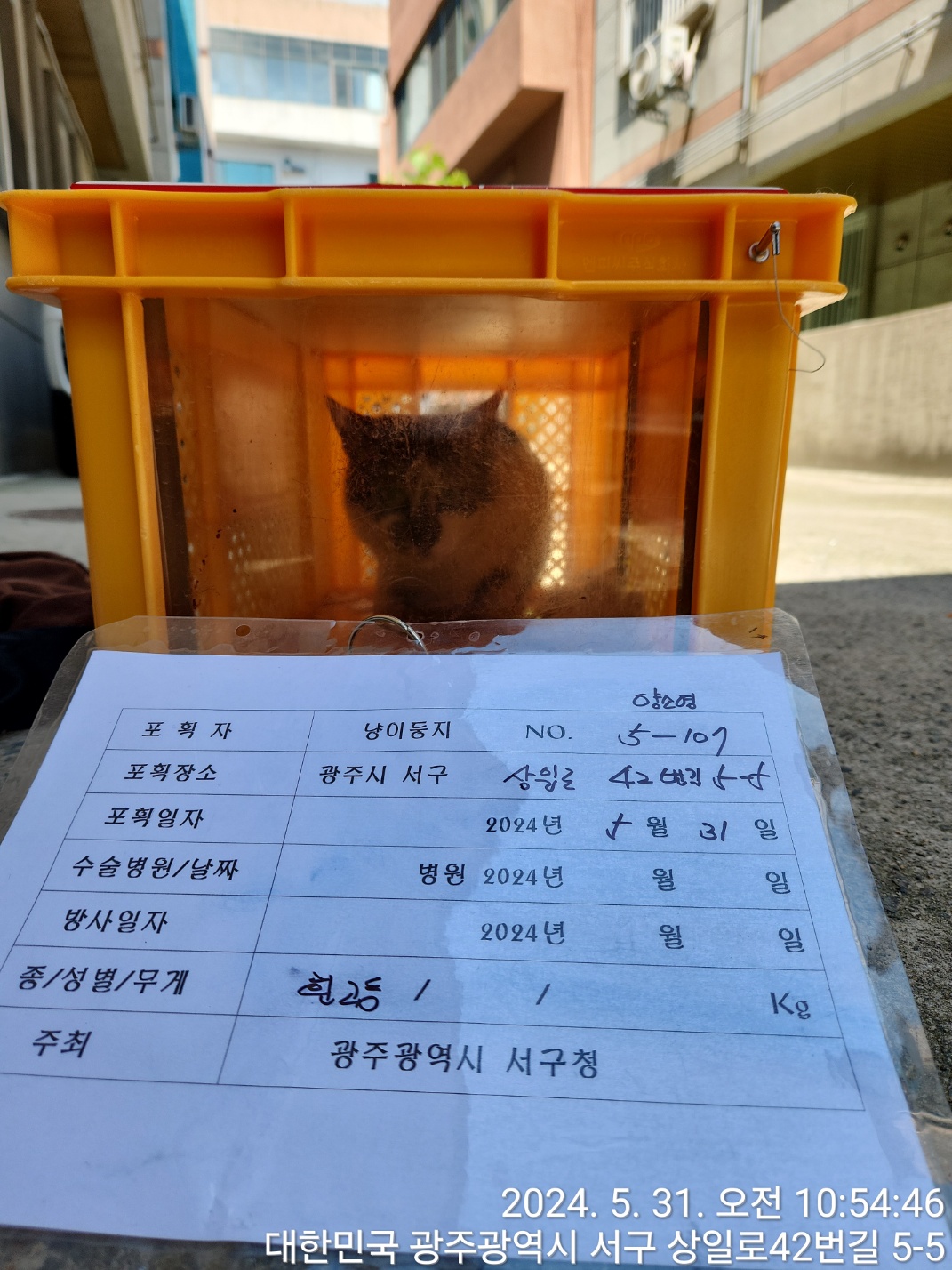 보호중동물사진 공고번호-광주-서구-2024-00309