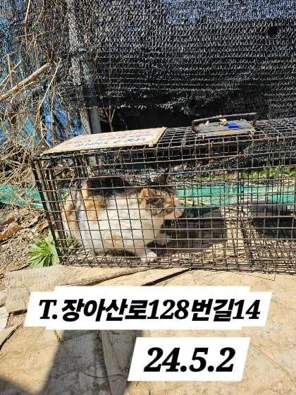 보호중동물사진 공고번호-인천-남동-2024-00260