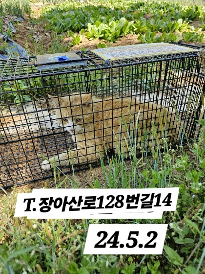 보호중동물사진 공고번호-인천-남동-2024-00258