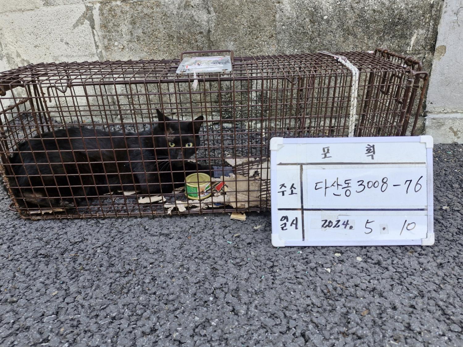 보호중동물사진 공고번호-경기-남양주-2024-01008