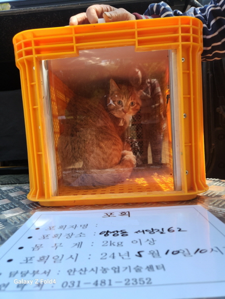 보호중동물사진 공고번호-경기-안산-2024-00649