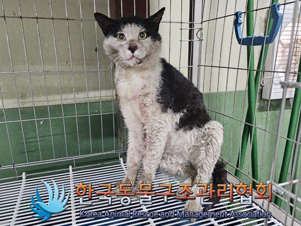 공고 번호가 경기-동두천-2024-00066인 한국 고양이 동물 사진