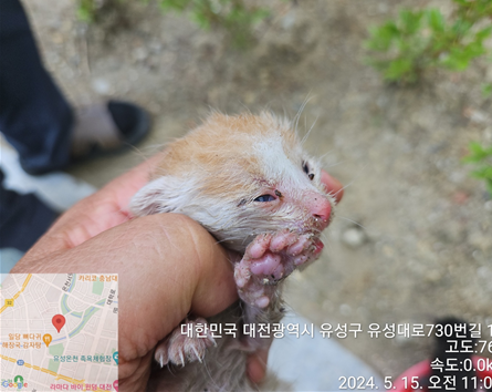 공고 번호가 대전-유성-2024-00155인 한국 고양이 동물 사진