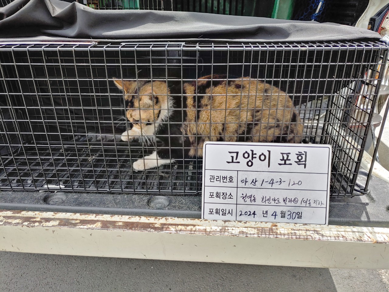 보호중동물사진 공고번호-경남-마산-2024-00602