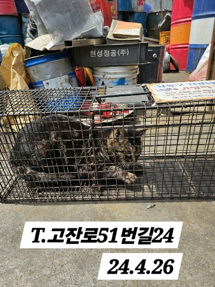 보호중동물사진 공고번호-인천-남동-2024-00241