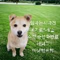 공고 번호가 경북-성주-2024-00161인 기타 동물 사진