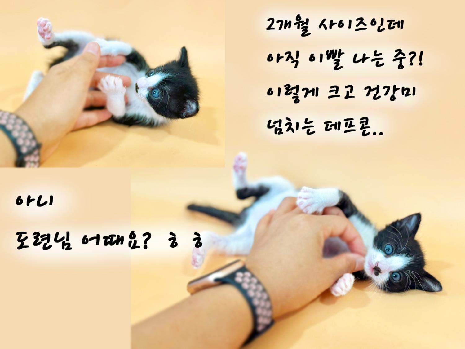 공고 번호가 경북-포항-2024-00472인 한국 고양이 동물 사진