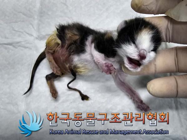 공고 번호가 경기-양주-2024-00197인 한국 고양이 동물 사진  