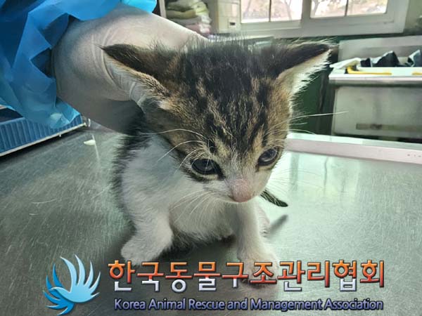 공고 번호가 경기-김포-2024-00251인 한국 고양이 동물 사진  