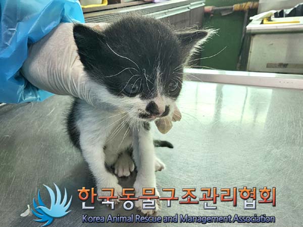 공고 번호가 경기-김포-2024-00253인 한국 고양이 동물 사진  