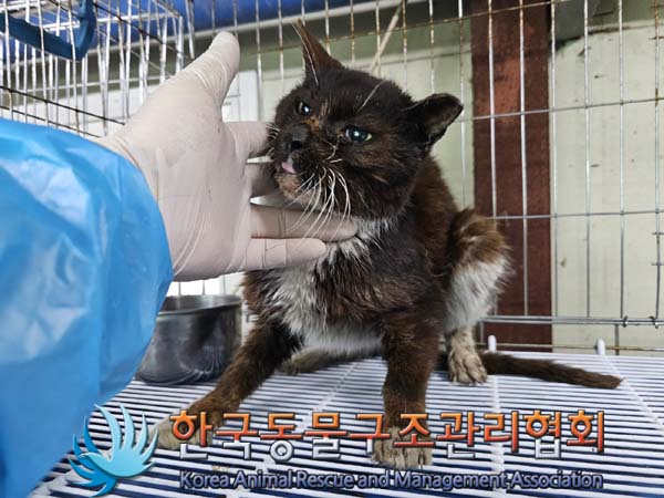 공고 번호가 경기-연천-2024-00164인 한국 고양이 동물 사진  