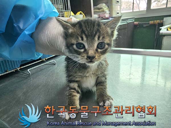 공고 번호가 경기-김포-2024-00252인 한국 고양이 동물 사진  