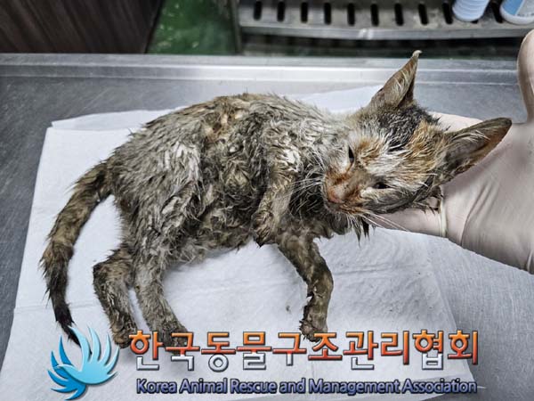 공고 번호가 경기-연천-2024-00169인 한국 고양이 동물 사진  