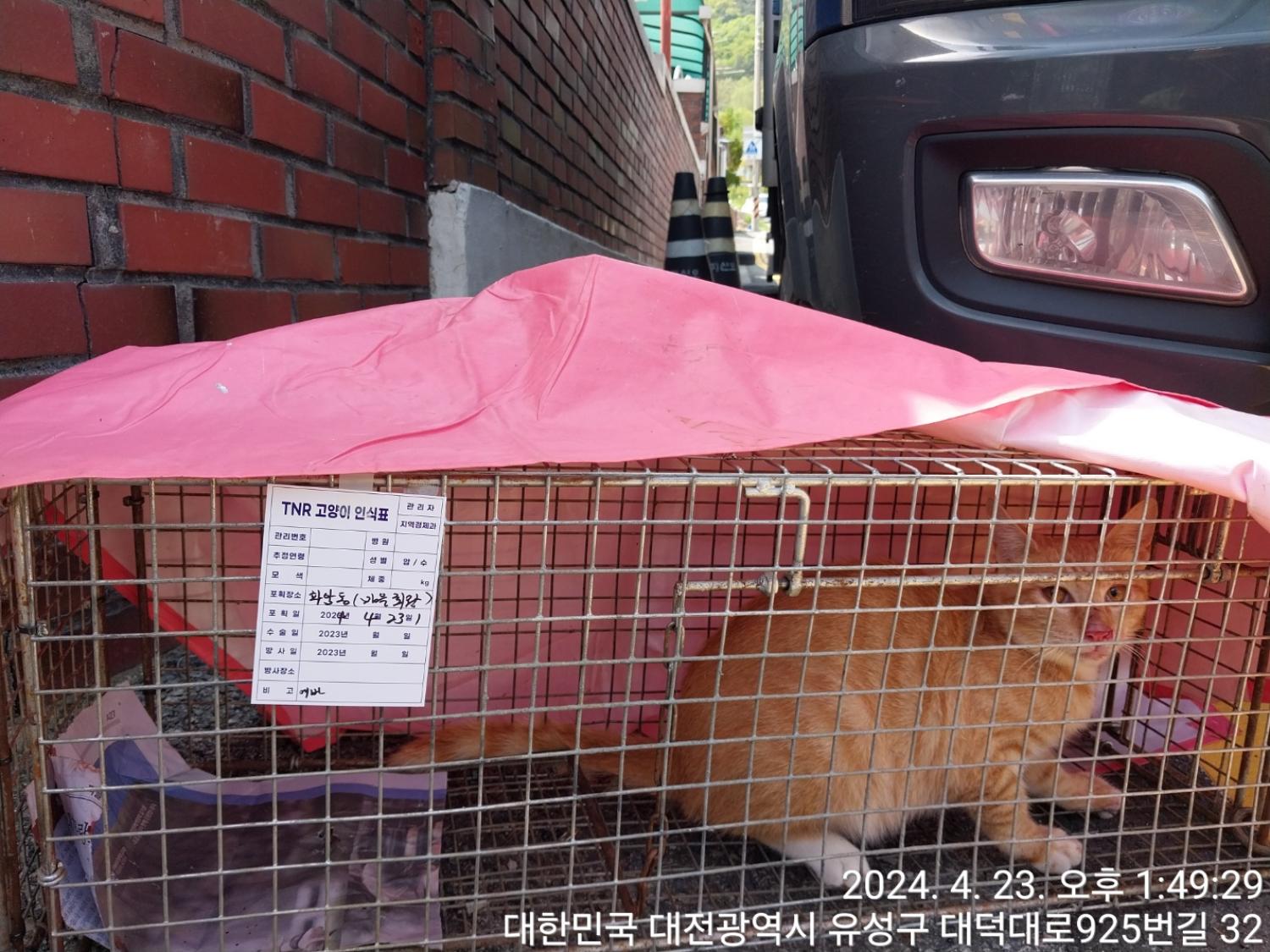 보호중동물사진 공고번호-대전-유성-2024-00166