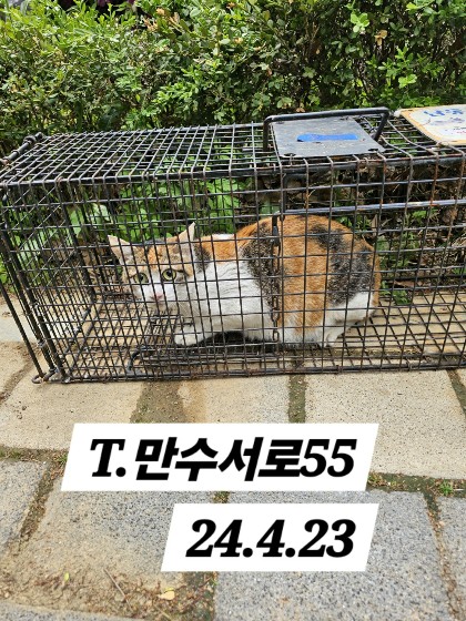 보호중동물사진 공고번호-인천-남동-2024-00236