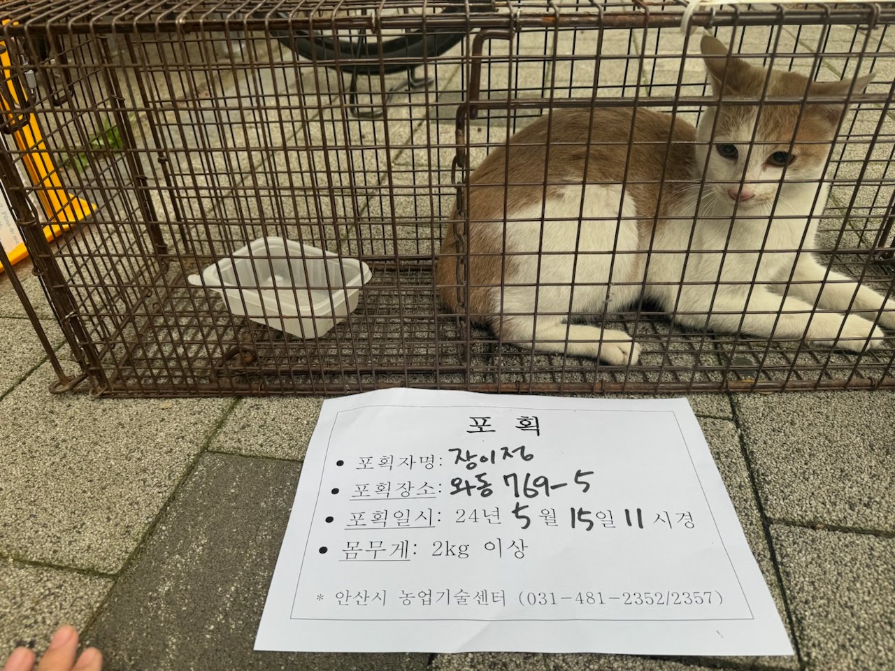 보호중동물사진 공고번호-경기-안산-2024-00667