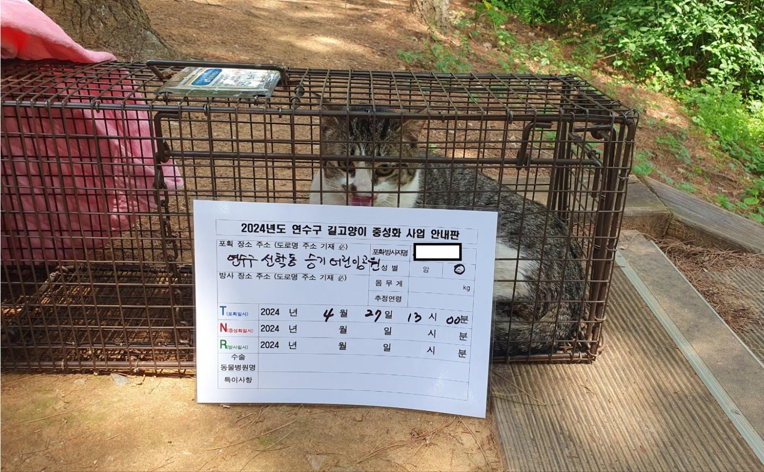 보호중동물사진 공고번호-인천-연수-2024-00129