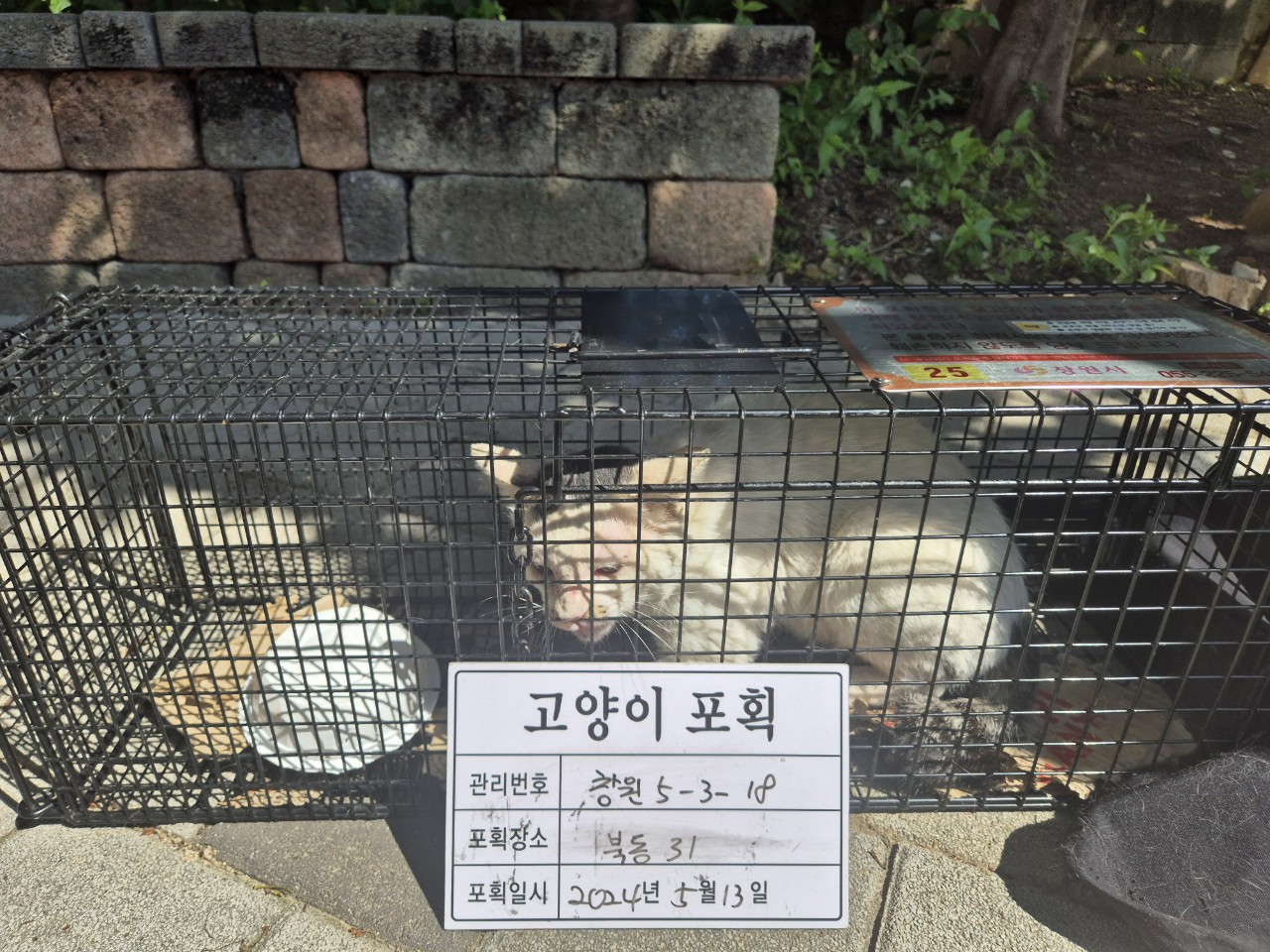 보호중동물사진 공고번호-경남-창원-2024-00515