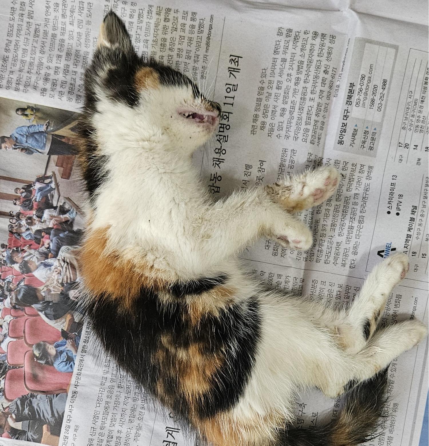 공고 번호가 대구-달서-2024-00142인 한국 고양이 동물 사진  