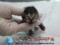 공고 번호가 경기-양주-2024-00222인 한국 고양이 동물 사진