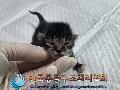 공고 번호가 경기-양주-2024-00221인 한국 고양이 동물 사진