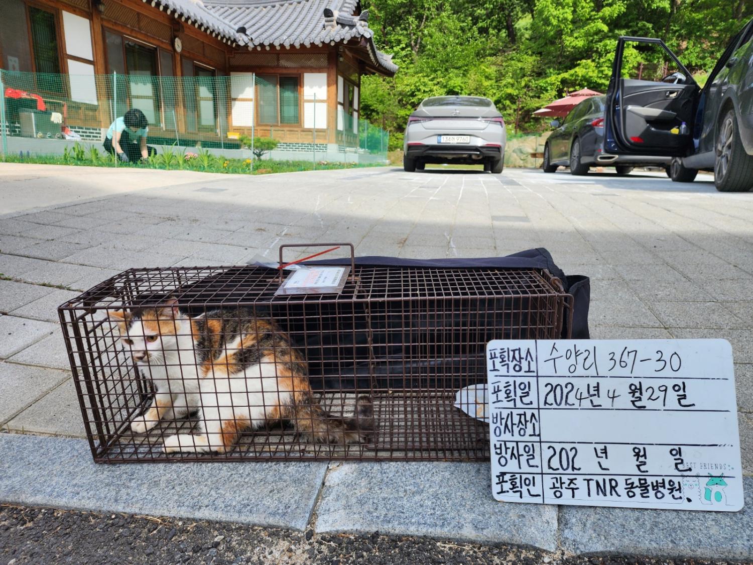 보호중동물사진 공고번호-경기-광주-2024-00670