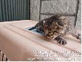 공고 번호가 대전-서구-2024-00116인 한국 고양이 동물 사진