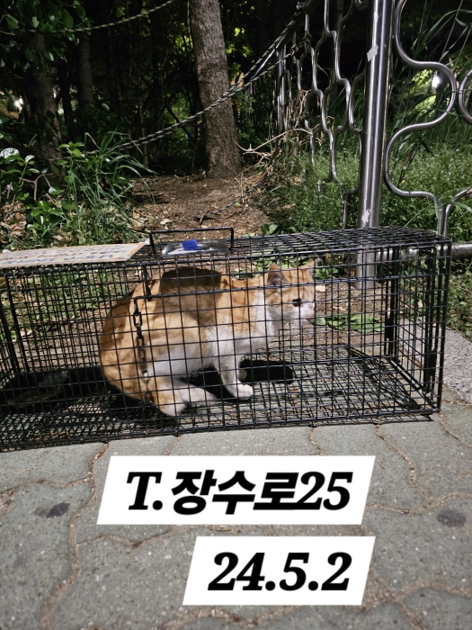 보호중동물사진 공고번호-인천-남동-2024-00262