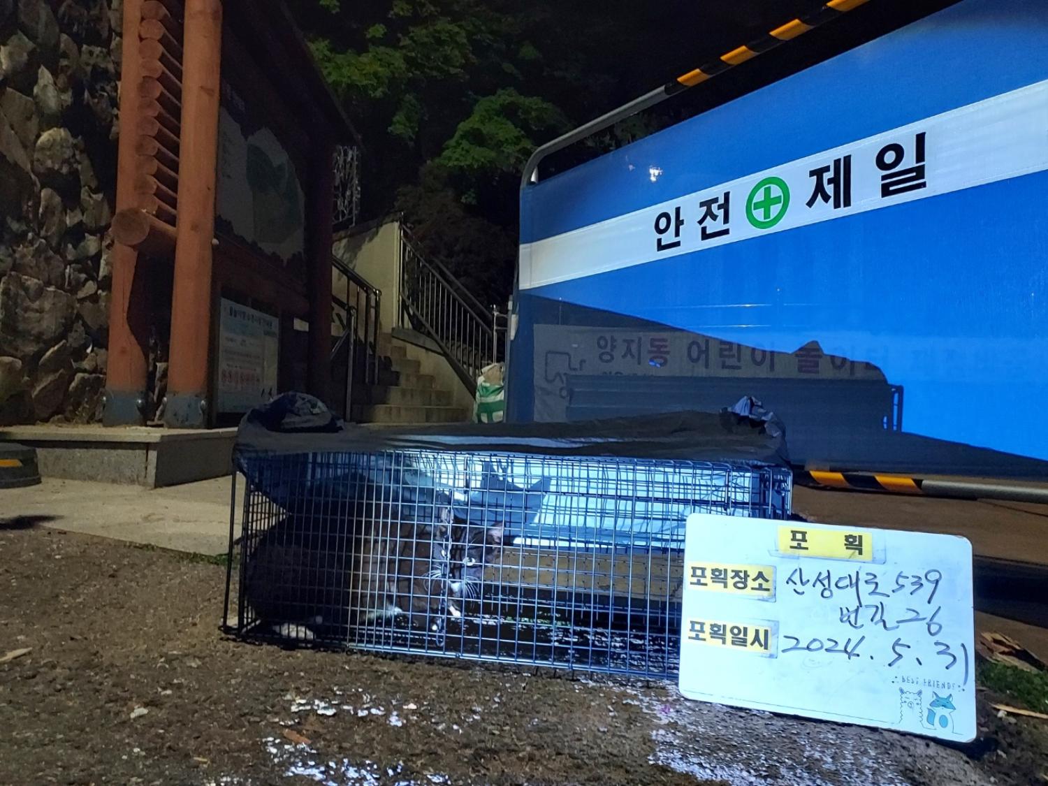 보호중동물사진 공고번호-경기-성남-2024-00376