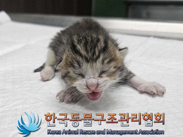 공고 번호가 경기-파주-2024-00381인 한국 고양이 동물 사진  