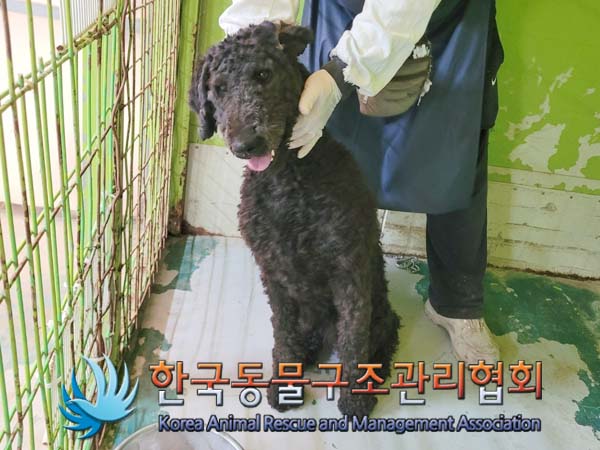공고 번호가 경기-김포-2024-00254인 스탠다드 푸들 동물 사진  