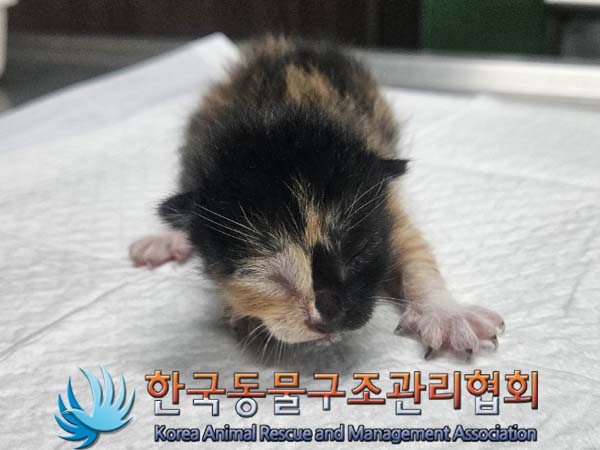 공고 번호가 경기-파주-2024-00380인 한국 고양이 동물 사진  