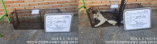 보호중동물사진 공고번호-인천-부평-2024-00247