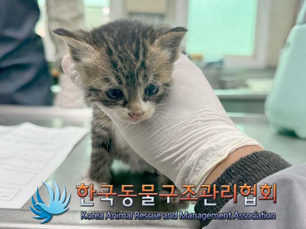 공고 번호가 경기-포천-2024-00444인 한국 고양이 동물 사진