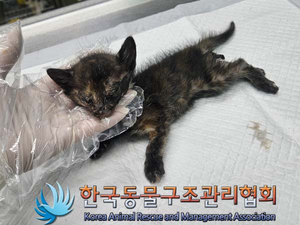 공고 번호가 경기-김포-2024-00407인 한국 고양이 동물 사진