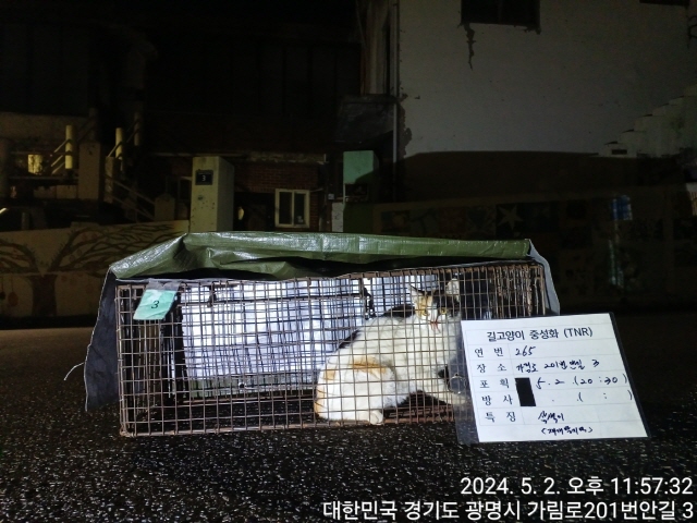 보호중동물사진 공고번호-경기-광명-2024-00267
