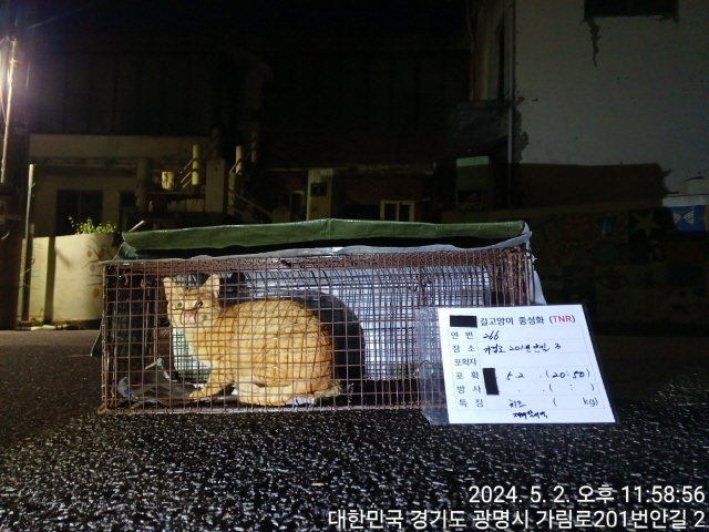보호중동물사진 공고번호-경기-광명-2024-00268