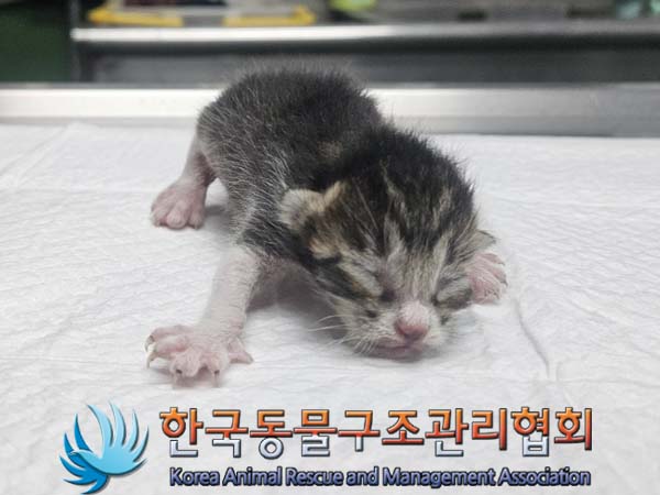 공고 번호가 경기-파주-2024-00379인 한국 고양이 동물 사진  