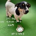 공고 번호가 경북-성주-2024-00157인 기타 동물 사진