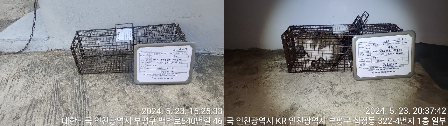 보호중동물사진 공고번호-인천-부평-2024-00192