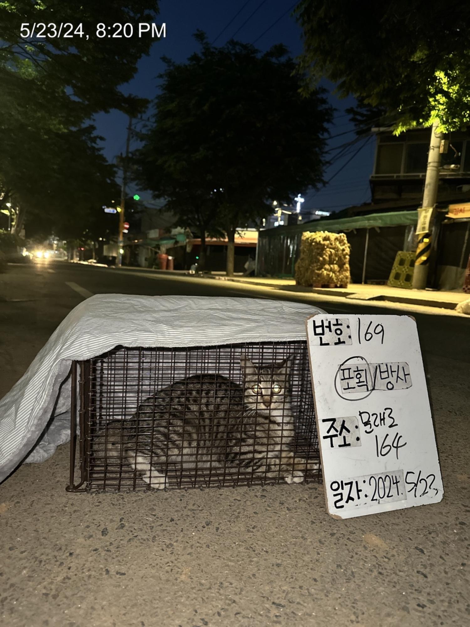 보호중동물사진 공고번호-서울-영등포-2024-00170