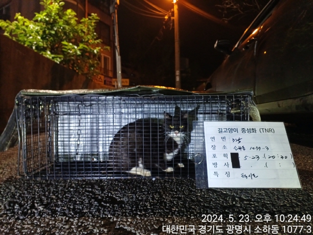 보호중동물사진 공고번호-경기-광명-2024-00321