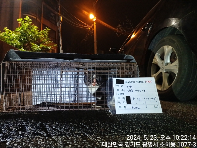 보호중동물사진 공고번호-경기-광명-2024-00322