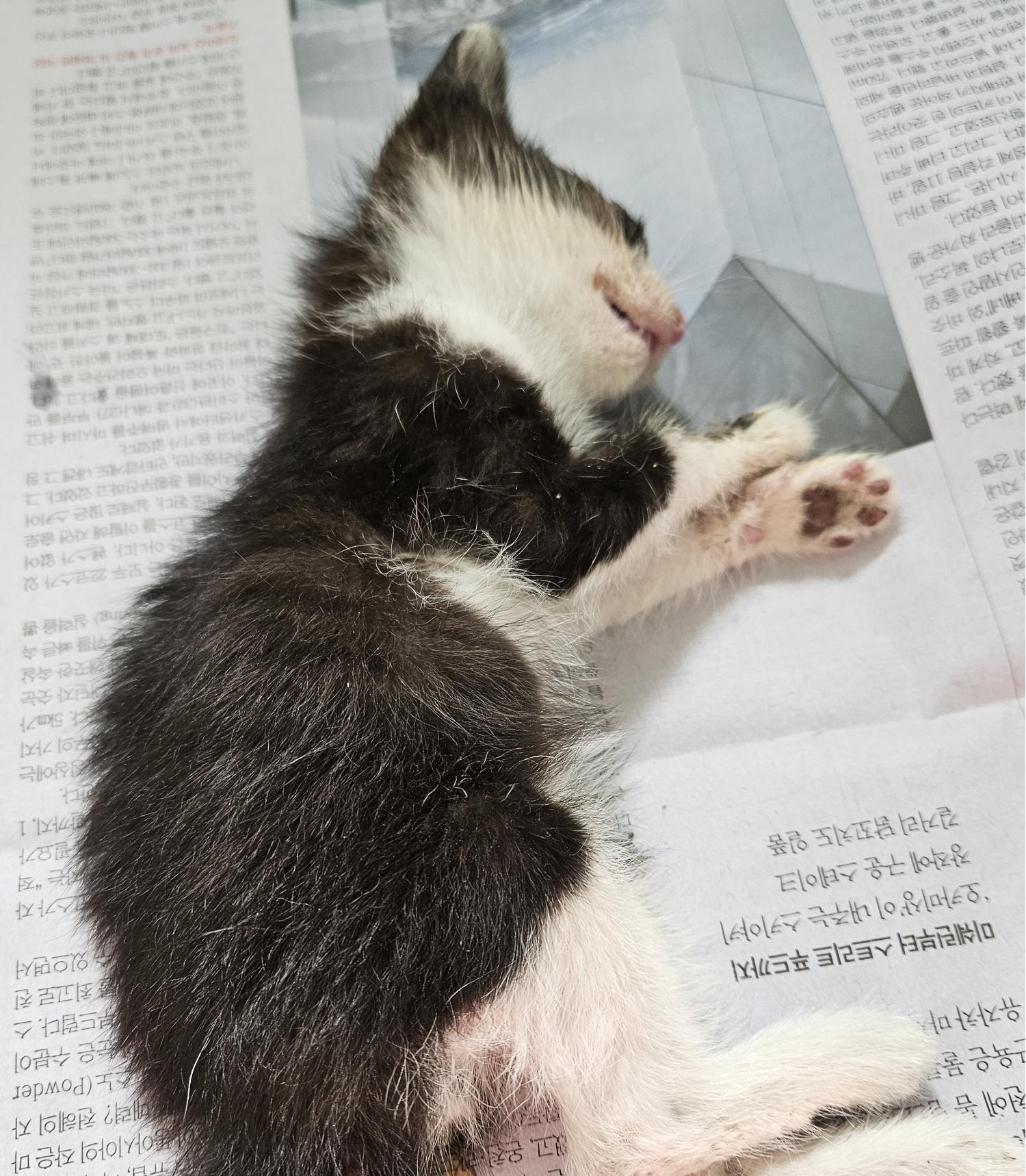공고 번호가 대구-달서-2024-00134인 한국 고양이 동물 사진  