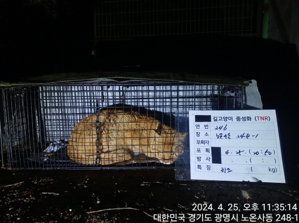 보호중동물사진 공고번호-경기-광명-2024-00248