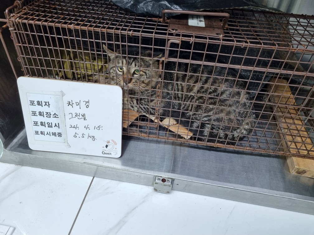 보호중동물사진 공고번호-인천-중구-2024-00110